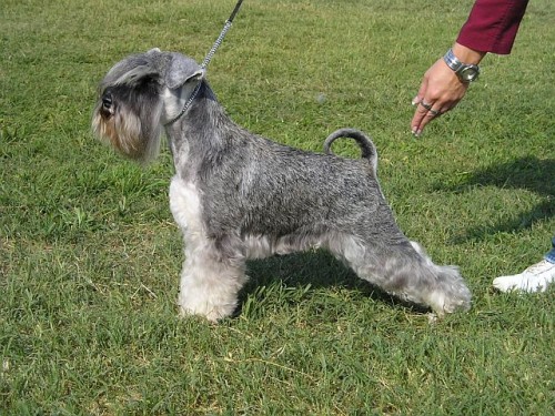 Kn�ra� mal� pep� a s�l s PP