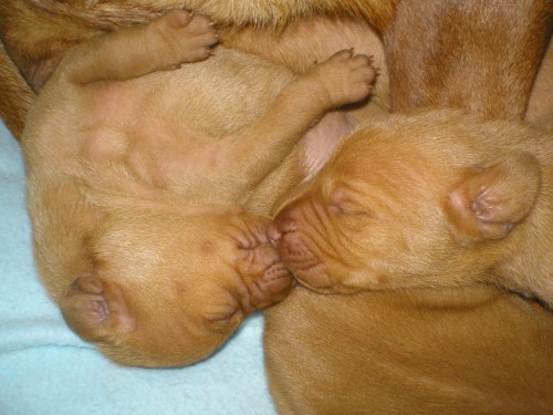 prod�m �t�n� Ma�arsk�ho oha�e bez PP