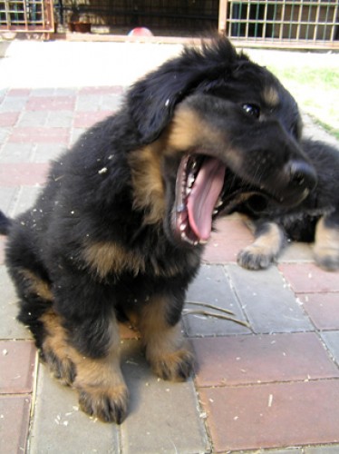 �t��ata hovawarta