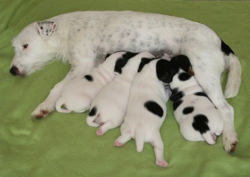 CHS prod� �t��ata Parson Russell Teri�r 