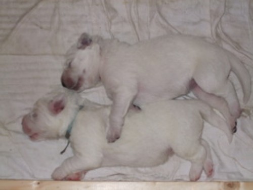 Slovensk� �uva� - �t��ata s PP