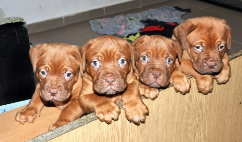 �t��ata Bordeauxsk� dogy