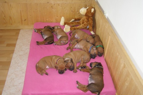 Rhod�zsk� ridgeback �t��ata