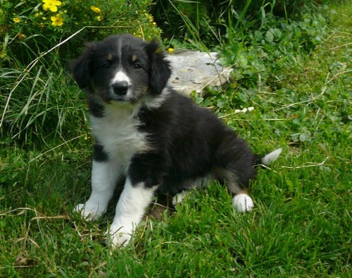 �t��ata border kolie s PP