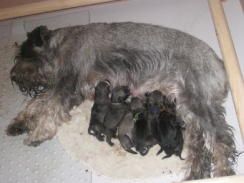 Kn�ra� st�edn� pep� a s�l