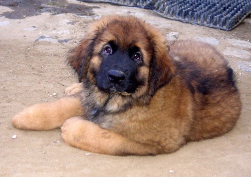 LEONBERGER - �t��ata s PP