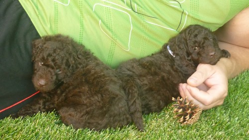 St�edn� hn�d� pudl s PP