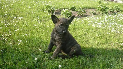 Holandsk� ov��k