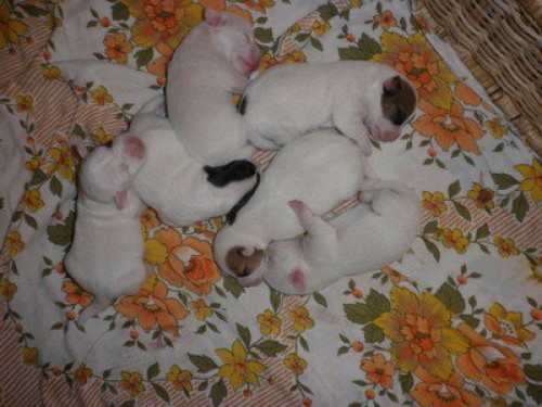 Jack Russell teri�r 