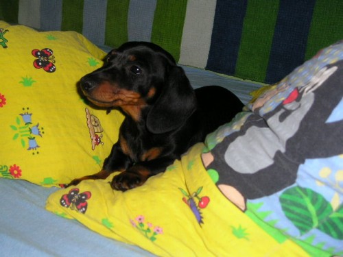 Jezev��k hladkosrst� trpasli��