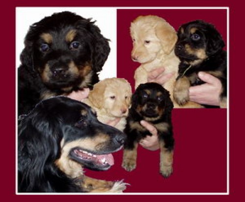 Hovawart - kr�sn� �t��ata s PP