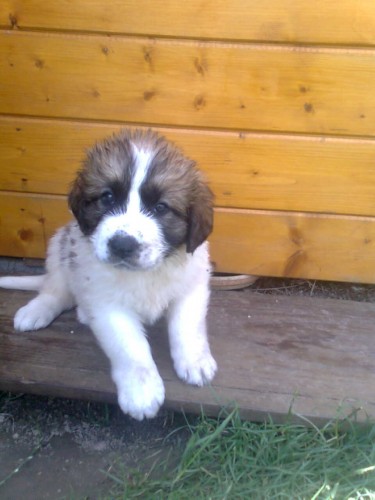 Chovn� stanice CARMEN