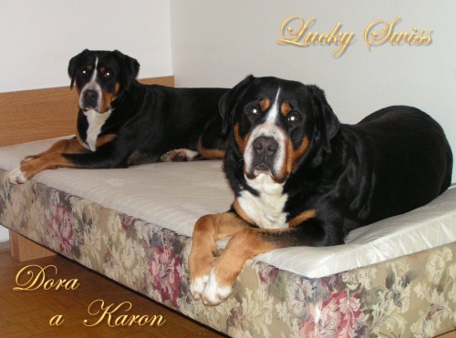 Velk� �v�carsk� sala�nick� pes