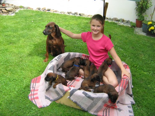 Prod�m �t���tka bavorsk�ho barv��e