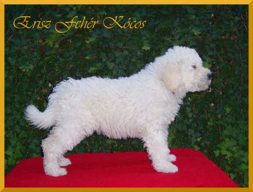 KOMONDOR - bl obr s dredy