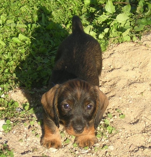 �t��ata jezev��ka drsnosrst�ho standardn�ho