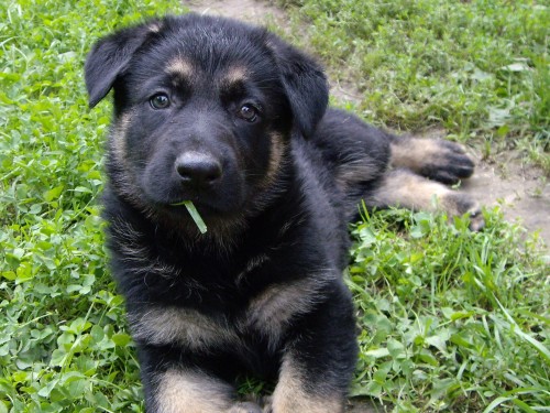 n�meck� ov��k s pp