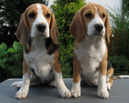 �t��ata beagle s PP