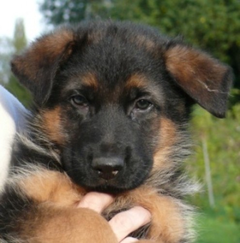 N�meck� ov��k