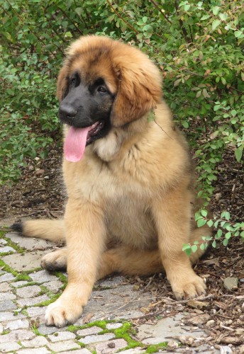 Leonberger �t�n�