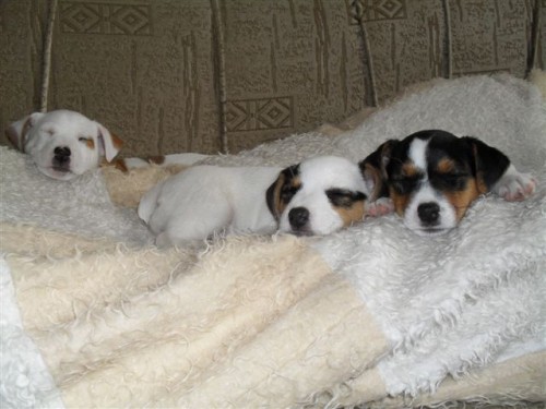 Prod�m �t��ata Jack Russel teriera