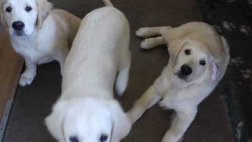 �t��ata zlat�ho retrievera