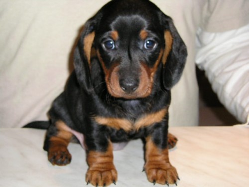 Jezev��k hladkosrst� trpasli�� fene�ka