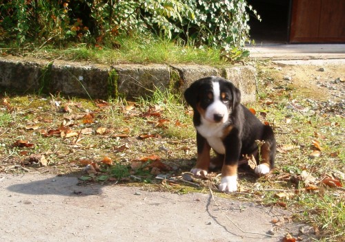 Appenzellsk� sala�nick� pes - hled�te hl�da�e i ps�ho kamar�da pro sport ??