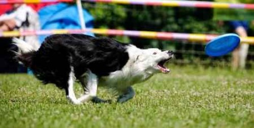 Nab�z�m psa ke kryt�