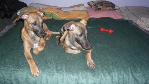 �T���TKO VIPET/WHIPET- PEJSEK