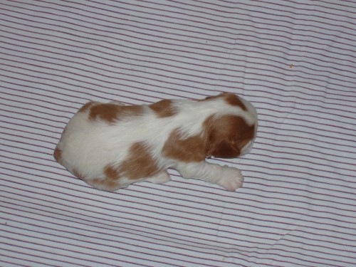 Kaval�r King Charles �pan�l