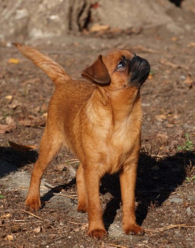 Grifonek,brabant�k