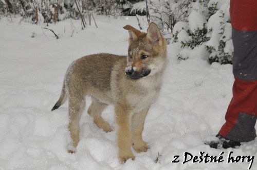 �eskoslovensk� vl��k-�t��ata s PP