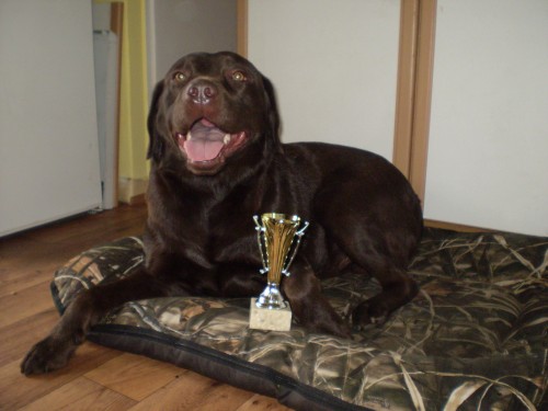 �okol�dov� labrador s PP