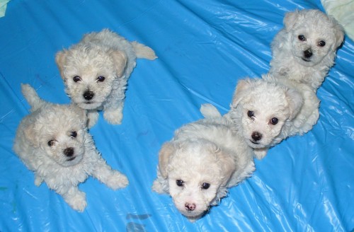 prod�m �t���tka