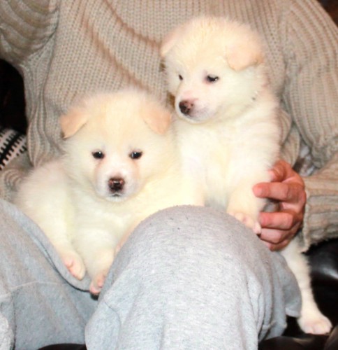 Akita inu �t���tka 