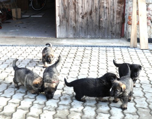 Kr�sn� �t��ata NO narozen� 23.12.2010