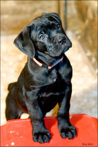 Cane corso - �t��ata
