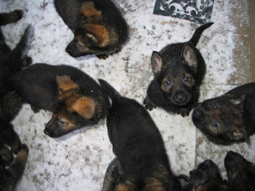 N�meck� ov��k s pp