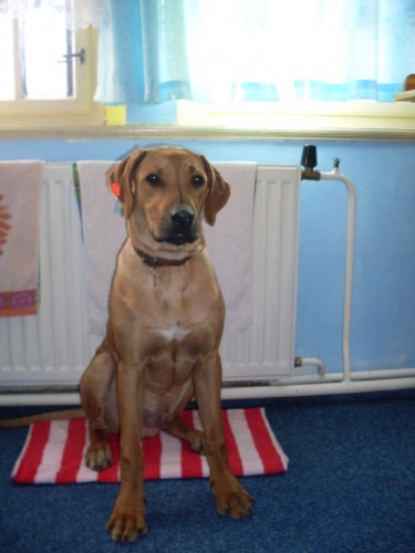 ztratil se Rhodesk ridgeback