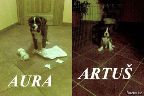 prod�m �t��ata boxer� s PP