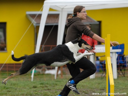 Kr�tkosrst� Kolie