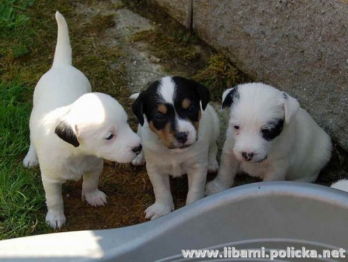 parson russell teri�r