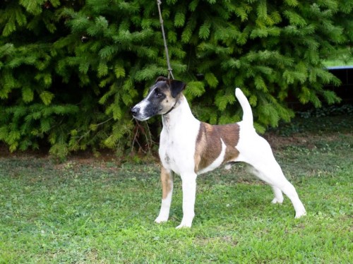 Foxterier hladkosrst�