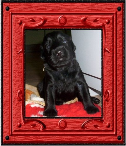 Flat coated retriever-�t���tka s PP