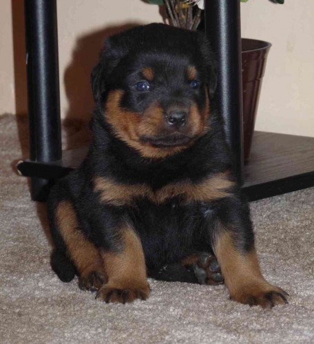 Chovn� stanice Mi-Ji zad�