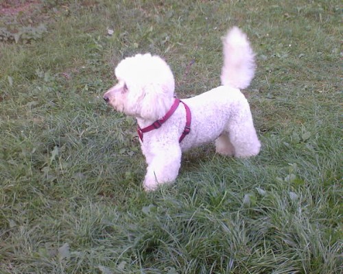 DENIS HLED� NEV�STU