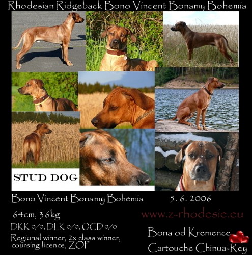 rhod�sk� ridgeback ke kryt�