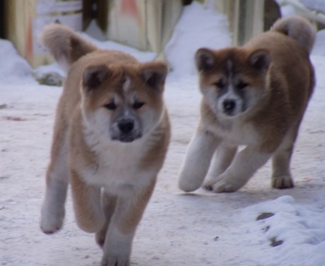 Prod�m �t��ata akita-inu