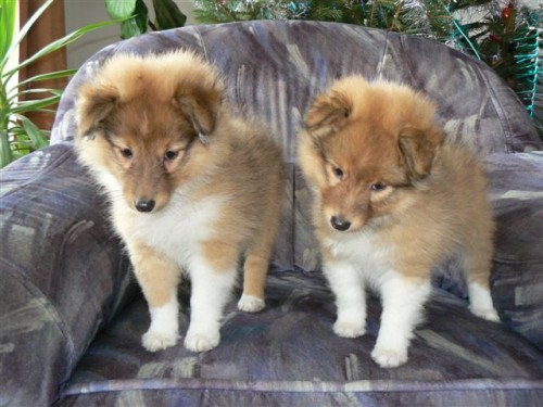 Sheltie mal� Lassie